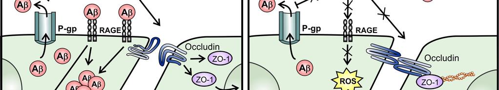 celluláris, míg mások az Aβ-val való kölcsönhatáson alapulnak (2B