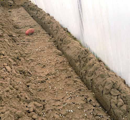 Megfelelő talajélet kialakítása A burgonya azon növények közé tartozik, melyek nagyon meghálálják a szerves trágyázást, aminek elsősorban komplex hatása miatt van nagy jelentősége.