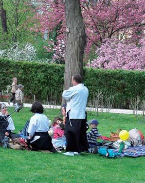 A Füvészkertbe látogató családok japán módra takarókra telepedve, piknikezve gyönyörködhetnek a fák rózsaszín virágaiban.