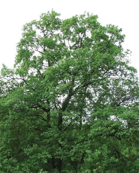 A kórokozók a fertőzött talajban hosszú ideig életképesek maradnak, és az oda ültetett fogékony növényeket megfertőzik.