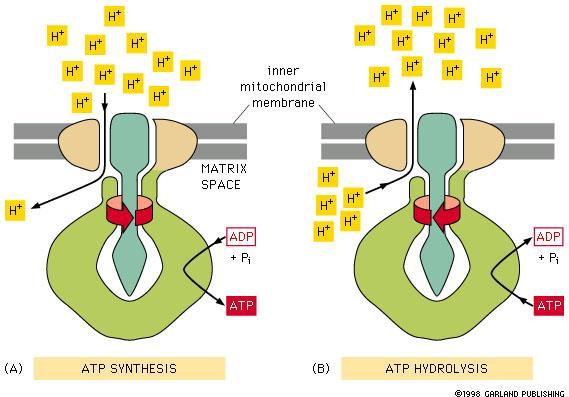 6 A kemiozmotikus (Mitchell-) elmélet 3. A belső membránban található ATPszintetizáló enzimkomplex reverzibilisen is képes működni.