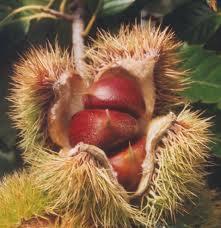 Castanea dentata Cryphonectria parasitica - (amerikai szelídgesztenye) levelének kivonata gátolja a Rhododendron maximum (északamerikai