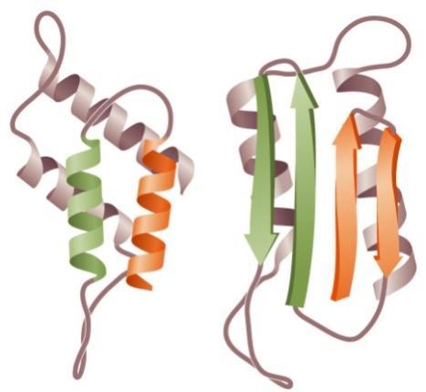 partikulum, hanem kizárólag fehérje vesz részt a TSE-k terjedésében. A prionok felfedezésért Prusiner 1997- ben Orvosi Nobel-díjat kapott.