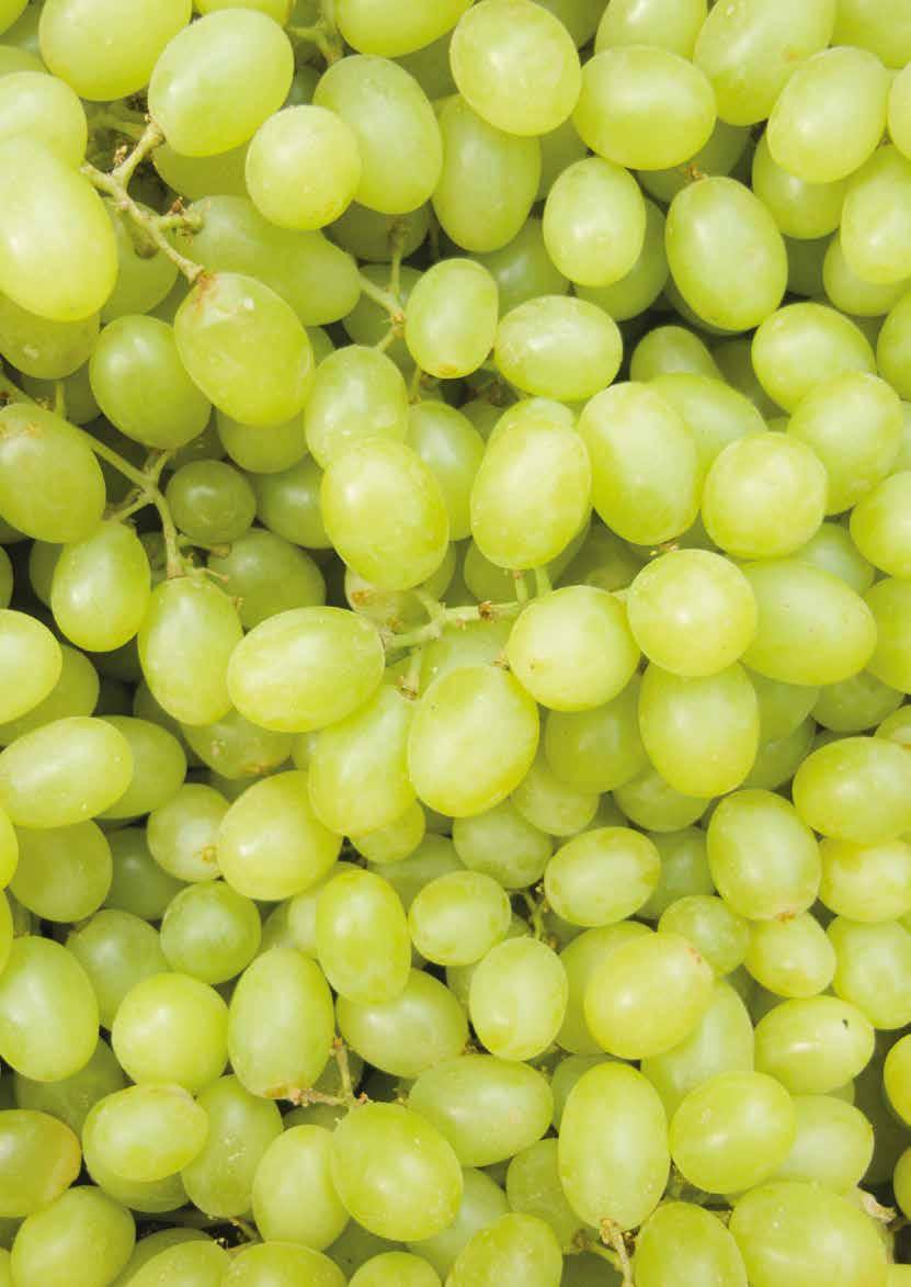 szőlőtechnológia 2018 Kwizda szőlő-alaptechnológia Technológiai változatok speciális problémák esetére