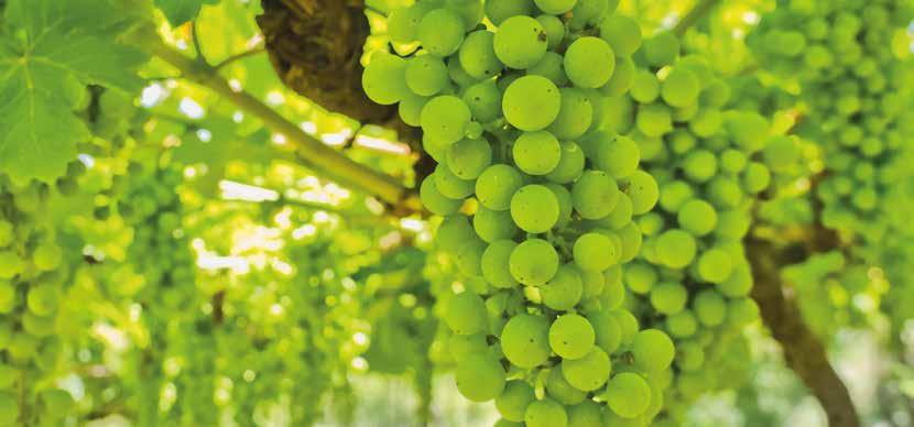 Nagyobb beltartalmi érték Csemege- és borszőlőben is fontos a megfelelő beltartalmi érték kialakulása, ami K nélkül elképzelhetetlen!