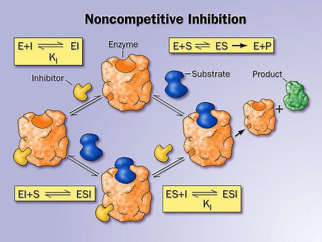 Nem-kompetitív inhibíció Az inhibitor molekula nem hasonlít a szubsztrátra, és nem az aktív centrumba kötődik.