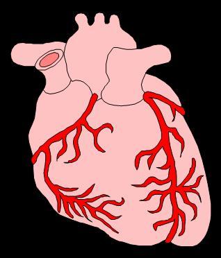 véráramlás Carotis arteria Pulmonaris arteria Aorta Hepatikus arteria Iliaris arteria