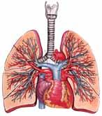 Exkréció Exkréció a tüdőn át A gázok és más illékony anyagok, valamint az alkohol kiválasztódhatnak a tüdőn keresztül.