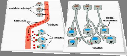 célsejt hormon célsejt Távoli hatás 12.
