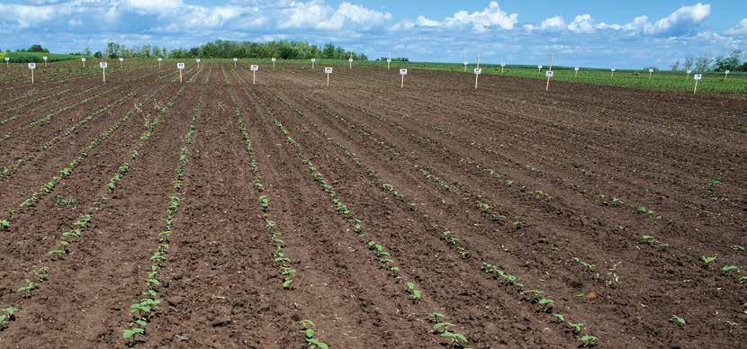 Hazai talajból frissen izolálva! Napraforgót sokan termesztenek olyan gyenge termőképességű talajokon, ahol a búza vagy a kukorica csak szenvedne.