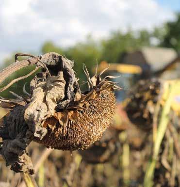 Deszikkálás gyorsan vagy az évelő gyomokra fókuszáltan Companion Gold Roundup Mega UPL Diquat BBCH 18 51 61 63 65 85-87 8 10 leveles Csillagbimbós Virágzás Fővirágzás Citromérés állapot állapot