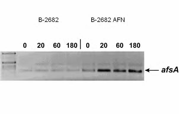 6. ábra. Az afsa gén transzkripciójának vizsgálata szemikvantitatív RT-PCR módszerrel.