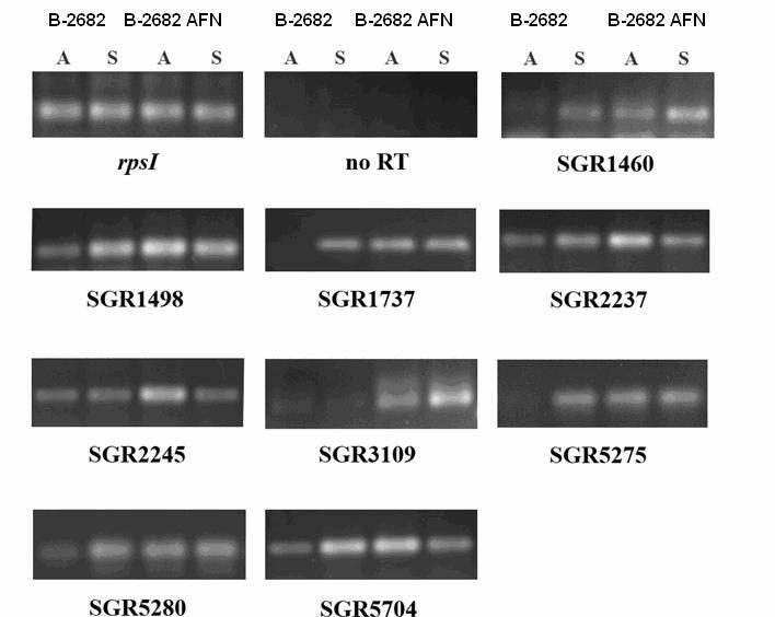 7. ábra. A S. griseus B-2682 AFN törzsben túltermelt 9 fehérjét kódoló gén transzkripciójának vizsgálata szemikvantitatív RT-PCR módszerrel. A. Mintavétel a légmicélium képzés idıszakában (36 óra); S.