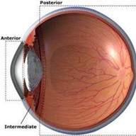 Uvea - gyulladások Anterior uveitis iritis iriocyclitis Intermedier uveitis pars planitis Posterior uveitis chorioiditis chorioretinitis Etiológia: 1.