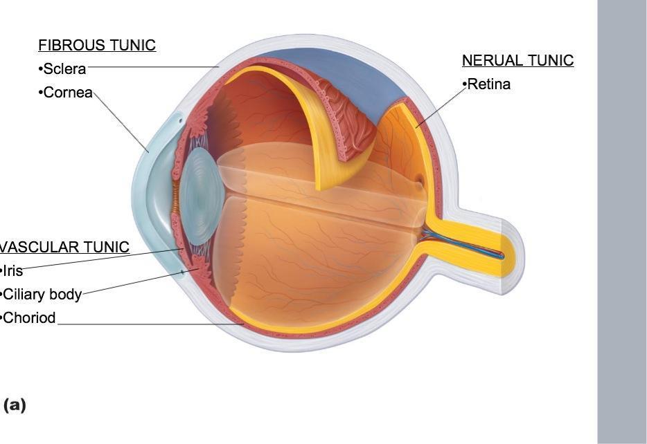 Retina felől:harmadlagos üvegtest