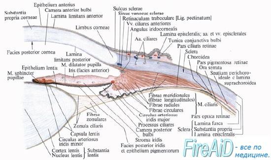 Uvea tunica vasculosa oculi Iris: Szembe jutó fény szabályozása Pigment epithelium, stroma melanocyták- szemszín Sphincter pupillae parasy. n.oculomotorius (III) Dilatator pupillae sy. - ggl. cerv.