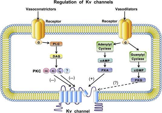 K + csatornák fontos effektor fehérjék K + csatornák