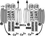 ki a membrán potenciál és szabályozzák az intracellulláris Ca 2+