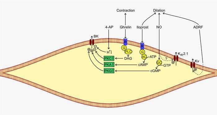 (hat) Ca 2+ -activated K + (BK Ca ), ATP-sensitive K + (K ATP ),