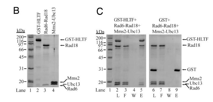 6.3.2 In vitro fehérje-fehérje kölcsönhatási kísérletek A HLTF és az SHPRH hpcna-val, hrad6-hrad18-al, hmms2-hubc13-mal kialakított fehérje-fehérje interakcióit GST (glutation S-transzferáz) pull