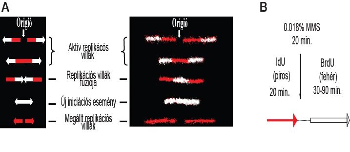 16. ábra. A DNS fiber kísérleti rendszer bemutatása A: A DNS fiber módszerrel megfigyelhető replikációs struktúrák.