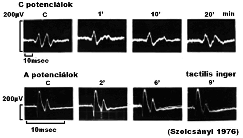 Aδ-HTM magasküszöbű mechanoreceptor (mechanonociceptor) nem aktiválható százszor nagyobb dózisú kapszaicinnel sem. Vízszintes kalibrációs jel: 5s. B: macska n.