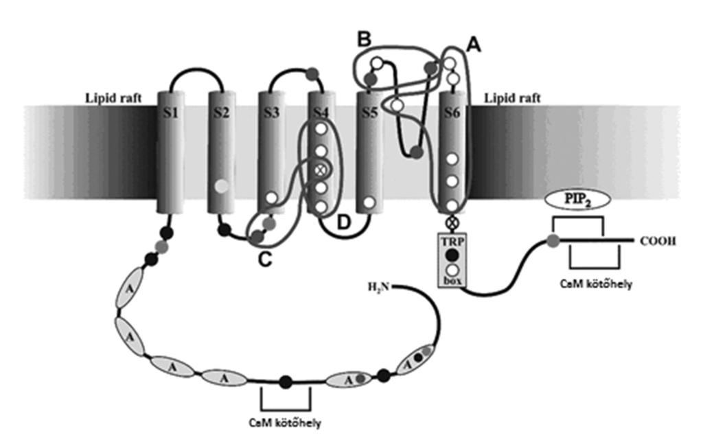 9. ábra. A TRPV1 kapszaicin receptor/kationcsatorna multisztérikus kapuzó mechanizmusa.