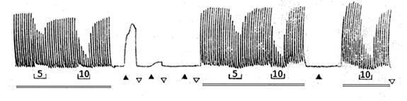 A B C 15. ábra. Simaizom-válaszok tengerimalac izolált ileum (A,B), illetve duodenum (C) preparátumon.