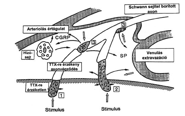 viszcerális hatás (125), és in vivo élettani, kórtani jelentőségükről is közlemények sora számolt be (117, 118, 119, 120, 116, 9). 4.