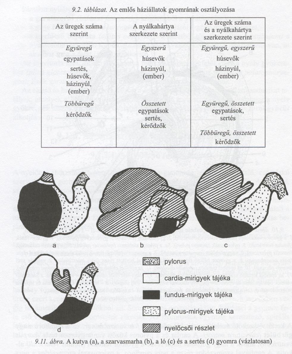 A gyomor (ventriculus) A gyomor az emésztőcsőnek zsákszerűen tágult szakasza, amely a rekesz és a máj mögött, a hasüregben helyeződik.