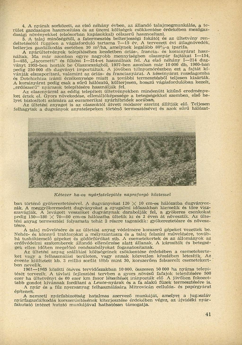 4. A nyarak sorközeit, az első néhány évben, az állandó talaj megmunkálás, a terület gazdaságos hasznosítása és az üzemi költségek csökkentése érdekében mezőgazdasági növényekkel (elsősorban