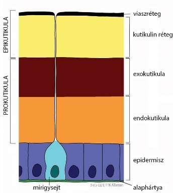 Potroh Szelvényezett szerkezetű, ahol szelvényenként 1 pár gázcserenyílás található.