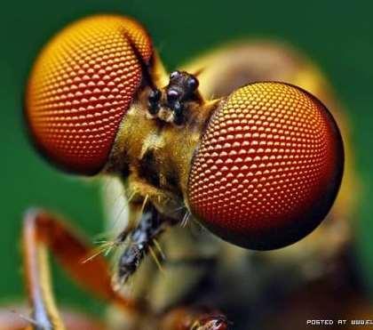 Összetett szem Előfordulása rákoknál, rovaroknál. Egyszerű szemekből ommatídiumokból - áll, ezek száma több ezer.