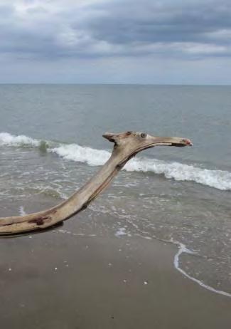 OSSERVATORIO LETTERARIO *** Ferrara e l'altrove *** Copertina anteriore: Dinosauro volante scruta il mare, Foto di Melinda B. Tamás-Tarr (Lido Spina [Fe], 14 settembre 2017.