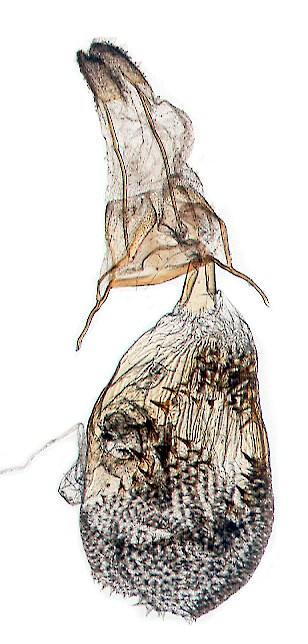 Sok száz dél-dunántúli Eupithecia vizsgálata során nekem sohasem sikerült E. wettsteini-t azonosítanom. Mironov (2003) szerint a E. wettsteini az Eupithecia millefoliata szinonimája.