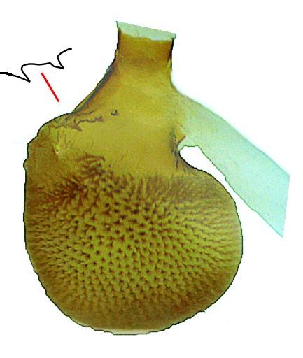 Az Eupithecia wettsteini genitália mikroszkópi fotóját Csenkey Lórántné (MTM, Budapest) készítette.