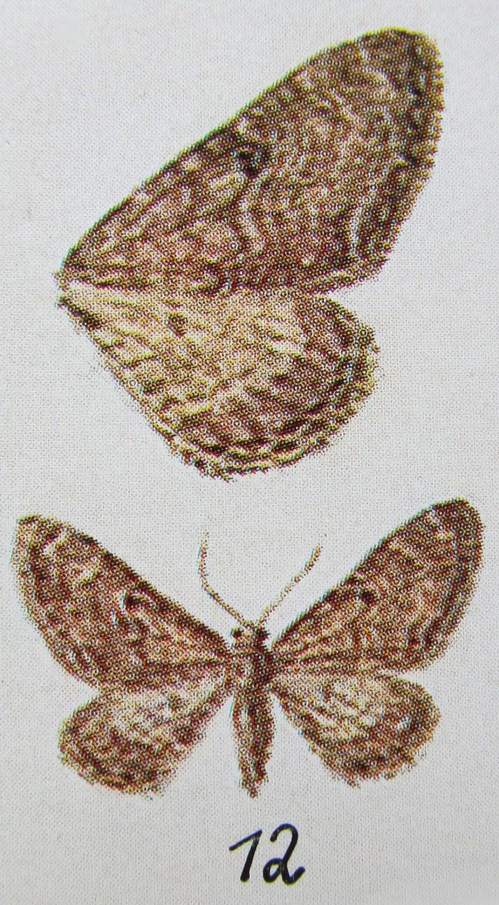Véleményem szerint Wohlfahrt apró vízfestménye a wettsteini holotípusról egy jellegzetes Eupithecia millefoliata-t ábrázol.