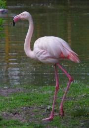flamingó 