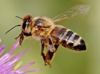 hircus méh