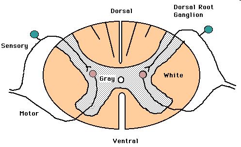 Radicularis laesio Anatómiai különbség miatt eltérő sensoros és motoros károsodás Normális sensoros