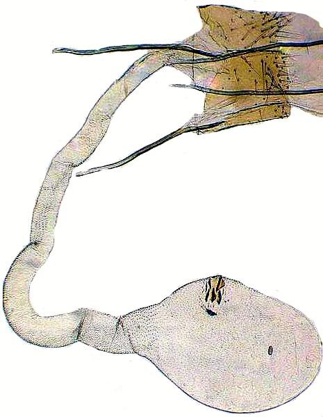 Male genitalia of Tecmerium perplexum (Gozmány,