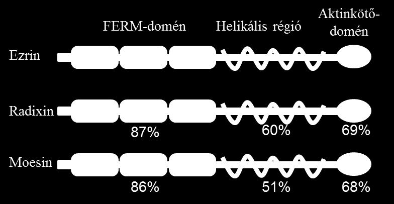 1.2. AZ ERM fehérjecsalád Az aktin a citoplazmás működéséhez hasonlóan nem önmagában, hanem aktinkötő és aktinszerű fehérjékkel kölcsönhatásban látja el funkcióját a sejtmagban is.
