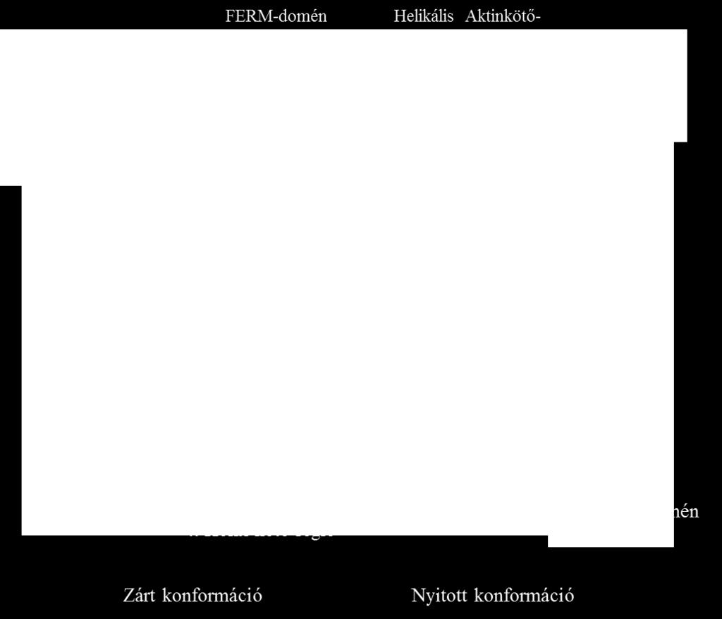 ábra A Moesin PIP2 általi aktivációjában (1, 2) valamint fehérje-fehérje kölcsönhatásaiban (3, 4) szerepet játszó FERM-domén régiók. Forrás: (Ben-Aissa és mtsai., 2012).