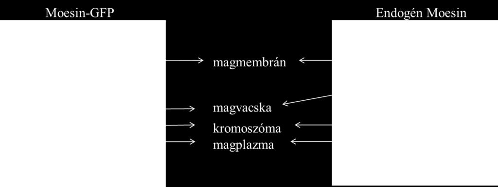 A bal oldali fotón élő, Moesin-GFP-t (fehér szín) termelő nyálmirigysejt magja, míg jobb oldalon az endogén Moesin fehérje (piros szín) látható vad típusú, fixált nyálmirigy preparátumon.