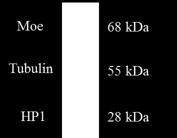 Az endogén Moesin fehérjét sikeresen detektáltuk a citoplazmatikus (C) mellett a sejtmagi (M) fehérje frakcióban is (17. ábra), mely megerősítette az immunhisztokémiai kísérletekben megfigyelteket.