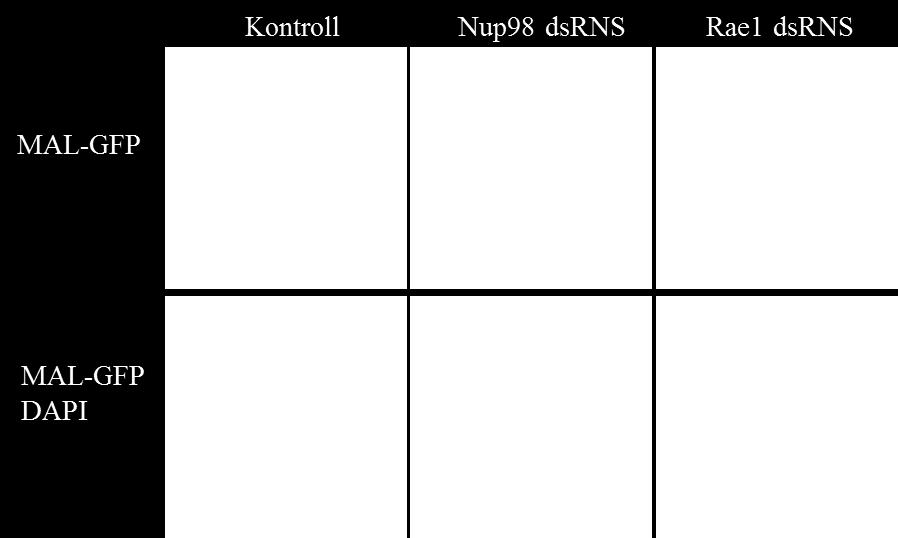 Ezt ellenőrizendő megvizsgáltuk egy transzkripciós kofaktor, a MAL (Myocardin-related transcription factor A) lokalizációját mind a nup98, mind a rae1 gének csendesítését követően.