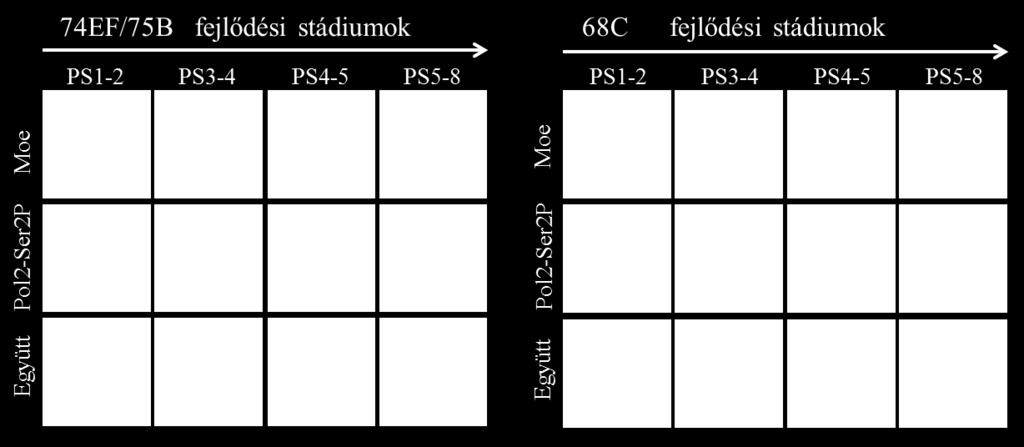 A kísérlet elvégzéséhez négy meghatározott mintavételi időpontban harmadik fejlődési stádiumú, vándorló lárvákat gyűjtöttünk, melyek nyálmirigyeiből politén óriáskromoszóma preparátumokat