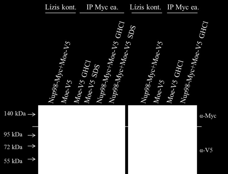 Bár az utóbbi esetben kismértékű, aspecifikus Nup98-Myc kötődést is megfigyeltünk, de ha a Moesin-V5 mint csali jelen volt a gyöngyökön, a kihorgonyzott Nup98-Myc fehérje mennyisége egyértelműen több