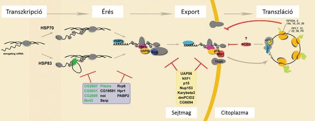4.8. A Moesin mrns exportban betöltött szerepének biokémiai vizsgálata A sejtekben az RNS-ek sejtmagból történő kiszállításának többféle mechanizmusa ismert.