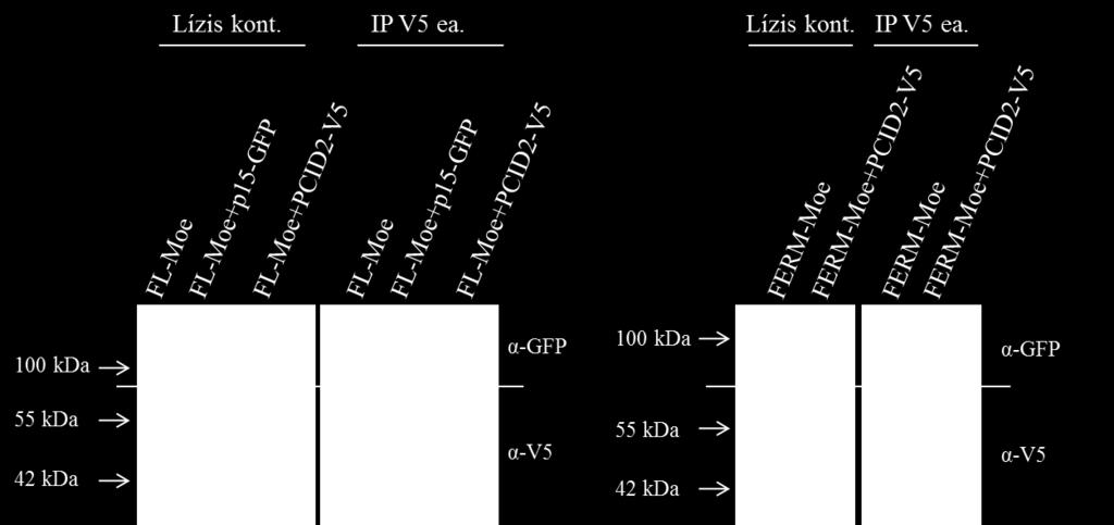 DAPI festés: kék. Az interakciós szűrővizsgálat során a Moesin a PCID2 fehérjével mutatott interakciót.